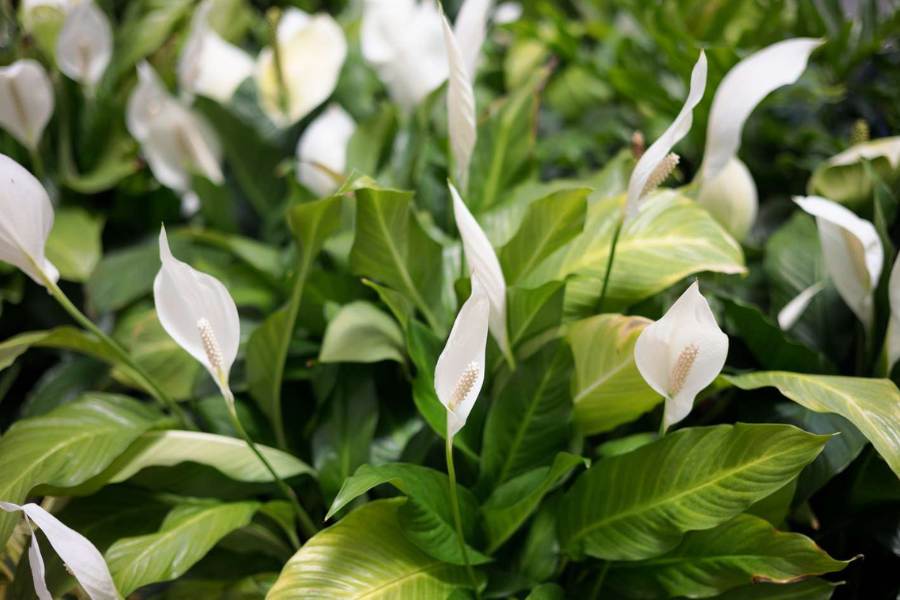 ৬. পিস লিলি: দেখতে সুন্দর এবং পিস লিলি গাছ বাতাসকে শুদ্ধ করার ক্ষমতা রাখে। এর অভ্যন্তরীণ বায়ু প্রায় ৬০ শতাংশ বেশি বলে এত উন্নত মানের উদ্ভিদ বাতাস শুদ্ধকারক যে,  'নাসা' পিস লিলি-কে অনুমোদন দিয়েছে এ ব্যাপারে। এটি অ্যালকোহল থেকে ক্ষতিকারক বাষ্প শোষণ করতে পারে।