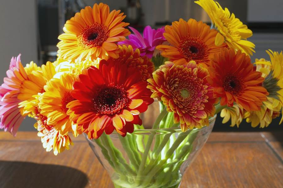 ৭. জারবেরা ডেইজি: এক ধরনের রঙিন ফুল জারবেরা ডেইজি। ২৪ ঘন্টাই বায়ুবাহিত ফর্মাল ডিহাইডের অর্ধেক,  বেঞ্জিনের ৬৭ শতাংশ,  ট্রাইক্লোরোথাইলিনের ৩৫ শতাংশ কমিয়ে দেয়।