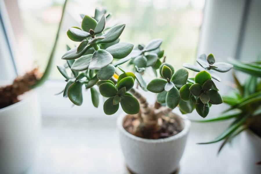 ৮. জেড প্ল্যান্ট: এটিও ফেন শ্যুই মতে বাড়িতে লাগানো শুভ। এ ছাড়াও জেড প্ল্যান্ট বাড়ির ক্ষতিকারক বাষ্প শোষণ করে।