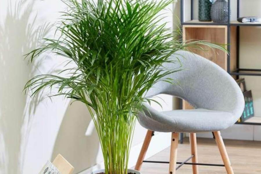 ৯. আরেকা পাম গাছ: বায়ু থেকে ক্ষতিকারক দূষিত কণা শোষণ করে পরিশুদ্ধ করে। পরিশোধিত বায়ু বাড়িতে সরবরাহ করে আরেকা পাম গাছ। আমাদের শরীরের শ্বাসযন্ত্রের নানা রোগ কমায়।