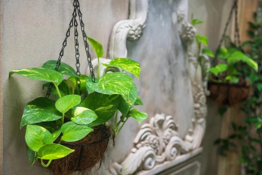 মানি প্ল্যান্ট: প্ল্যান্টগুলি আপনার বারান্দার দক্ষিণ-পূর্ব কোণে রাখতে পারেন। এই গাছ সৌভাগ্য বহন করে আনে।