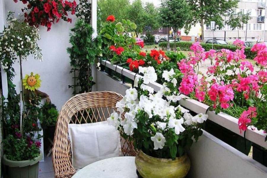 ক্রাইস্যান্থেমাম:  অদ্ভুত রকমের সুন্দর এই ফুল গাছ। এই ফুল সন্তুষ্টি,  উজ্জ্বলতা বাড়াতে সাহায্য করে।