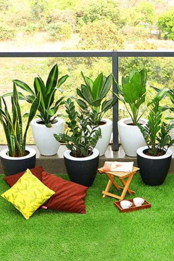  রাবার প্ল্যান্ট: রাবার গাছ বাড়ির ভিতরে রাখাকে শুভ বলে মনে করা হয়। এই গাছ বাড়িতে সম্পদ ও বাণিজ্যে সফলতা নিয়ে আসে। এই গাছের বড় বড় পাতা আপনার বারান্দাকে আকর্ষক করে তুলবে।