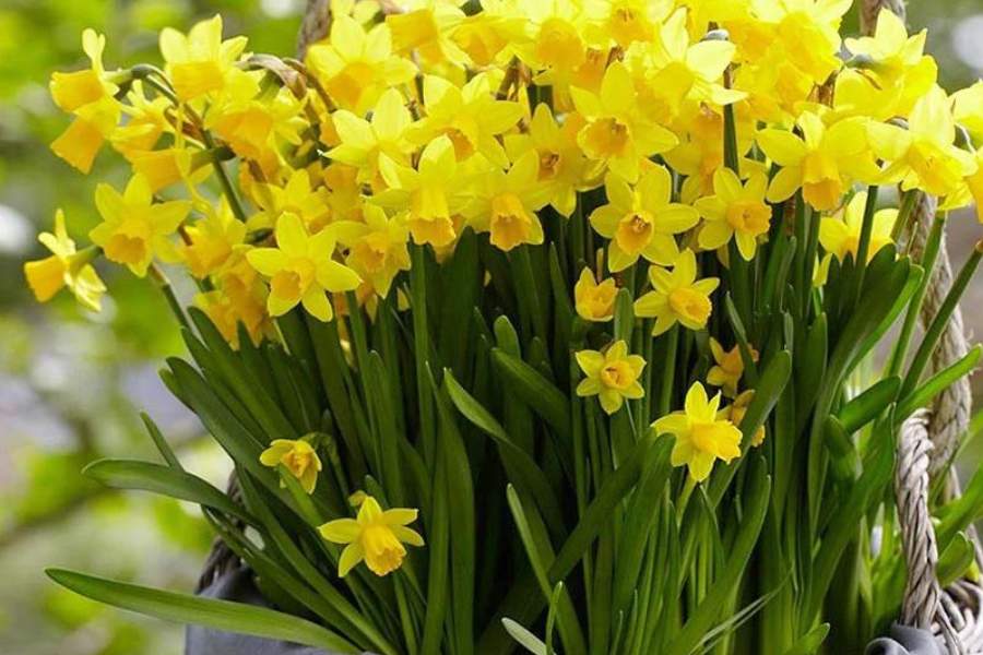 ড্যাফোডিল:  বাস্তু অনুসারে বারান্দায় রাখার জন্য এই গাছের তুলনা হয় না। যেমন সুন্দর তেমন ভাবেই উদ্ভিদটি বিশ্বাস, সত্য এবং ক্ষমার প্রতীক বহন করে। তবে গাছটিকে উত্তর ও উত্তর-পূর্ব দিকে রাখতে হবে,  এটা যেন খেয়াল থাকে। 