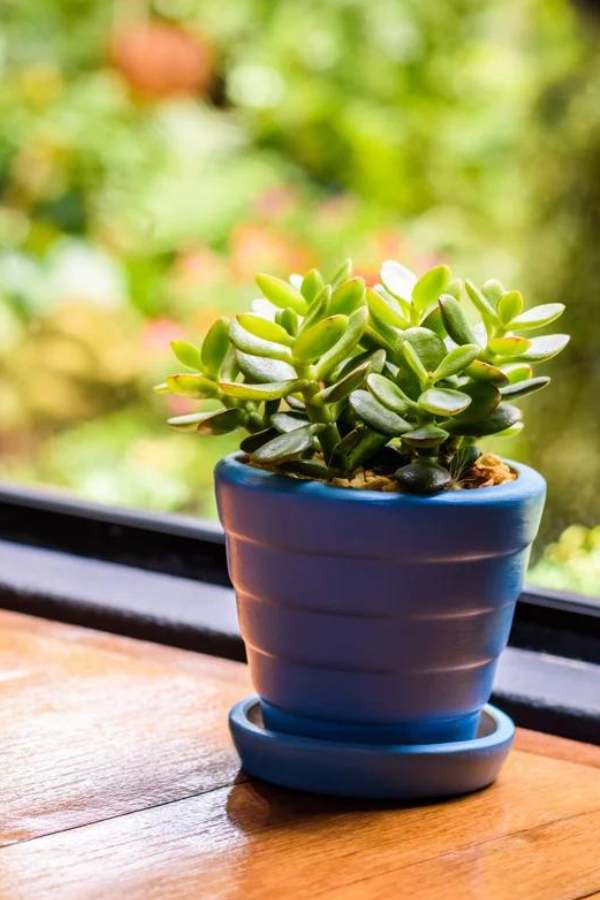 জেড: ছোট দেখতে সুন্দর এই গাছ বারান্দায় রাখতেই পাড়েন। দক্ষিণ–পূর্ব দিকে রাখতে হবে। এটি  ঘরের বৃদ্ধি বয়ে আনে। 