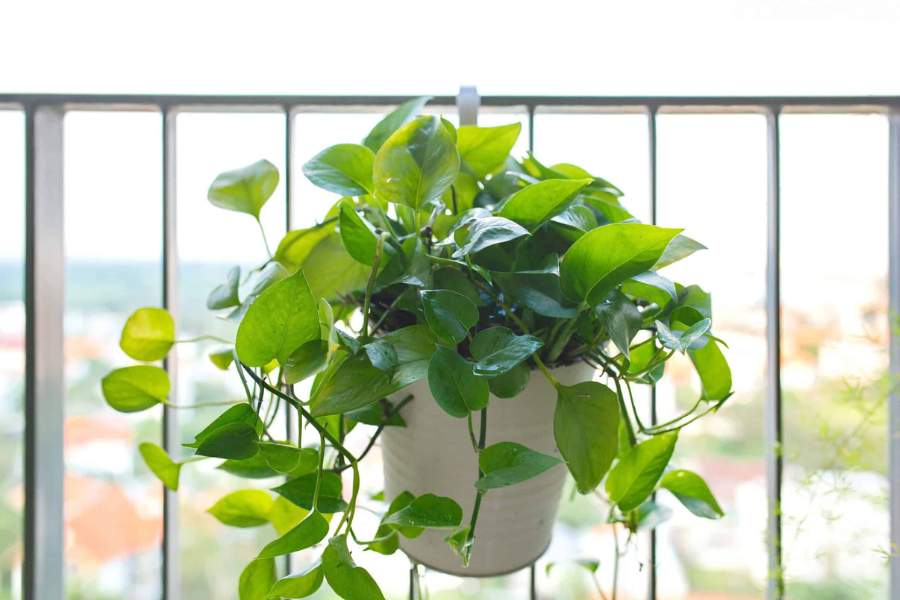 গোল্ডেন পোথাস: নেতীবাচক শক্তি দুর করতে এই গাছের জুড়ি মেলা ভার। বাড়ির বারান্দায় থাকলে তা তাড়াতাড়ি বেড়ে যাবে। দেখতেও সুন্দর লাগবে।