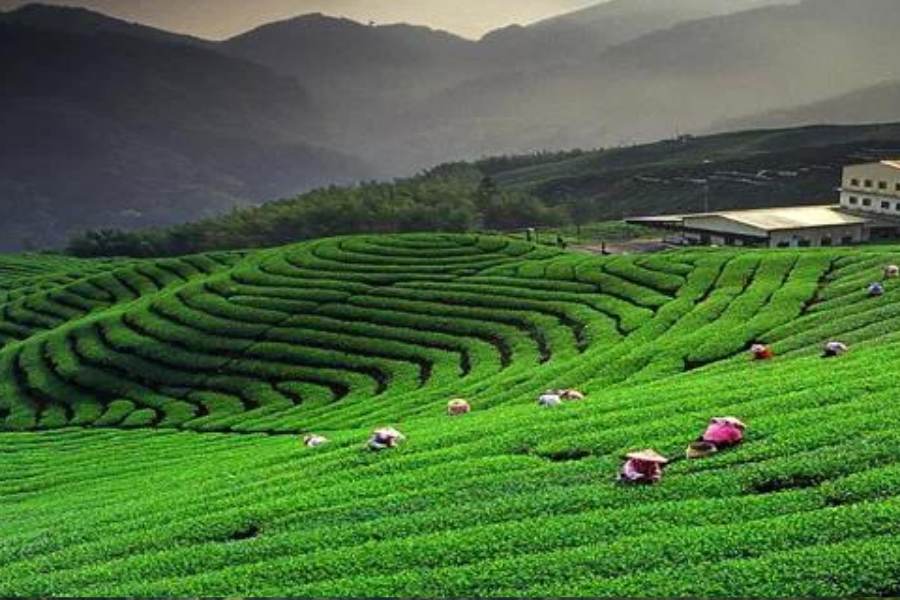 অল্প দূরের কৌশানি টি এস্টেট এখানে আরও একটি দেখার জায়গা! ২০৮ হেক্টর চরাচরব্যাপি এলাকা জুড়ে জৈব চায়ের ক্ষেত। প্রকৃতিপ্রেমী এবং চা-ভক্ত দুই শ্রেণির মানুষই এখানে এলে মুগ্ধ হয়ে যাবেন। তবে এই চা-বাগিচা ট্যুরিস্টদের জন্য নভেম্বর থেকে মার্চ,  বছরে চার মাস বন্ধ থাকে।