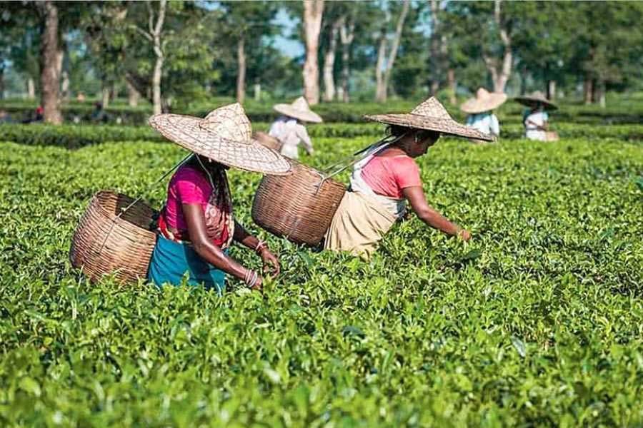 Tea leaf collection from small gardens reduced, workers worried about it
