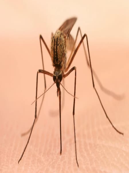 Top six reasons to know why mosquitoes bite some people more than others dgtl