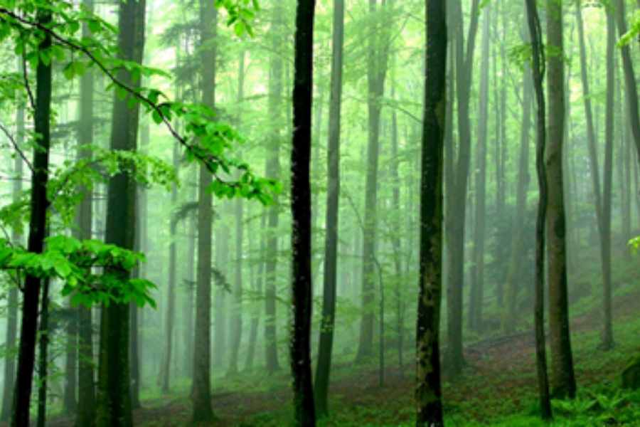 লেপচা ভাষায় ‘লাট’ মানে বেত, আর পাঞ্চার-এর অর্থ জঙ্গল। লাটপাঞ্চারকে তাই বলা হয়ে থাকে বেতের বন। ‘মহানন্দা ওয়াইল্ডলাইফ স্যাংচুয়ারি’র সব চেয়ে উঁচু অঞ্চল হল লাটপাঞ্চার।