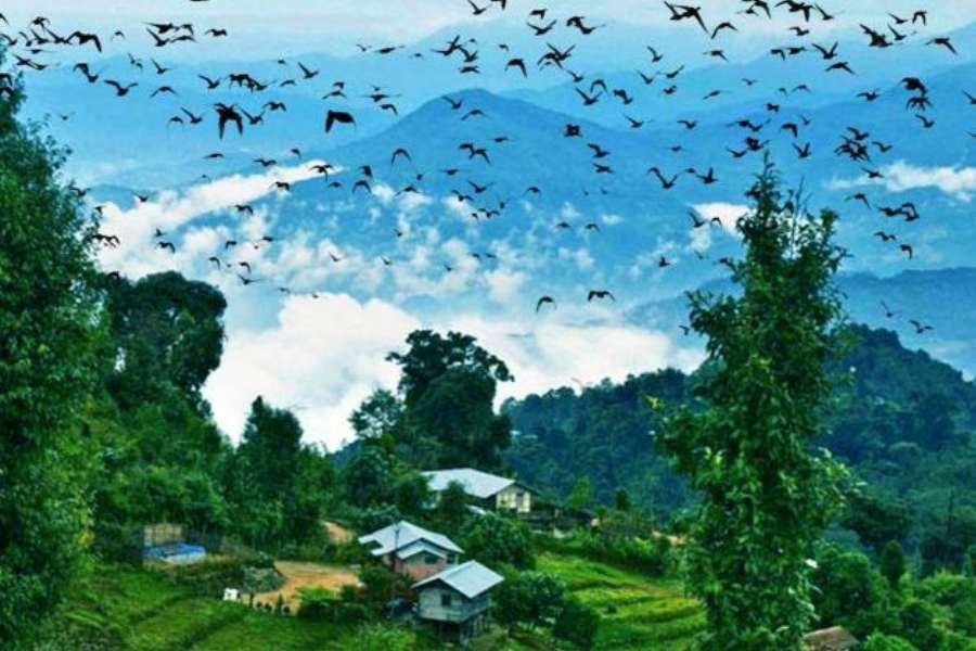 দু’টি পাহাড়ের মাঝে দিয়ে জঙ্গলে মোড়া বিস্তীর্ণ তরাই সমতলে অবস্থিত পাহাড়িয়া গ্রাম লাটপাঞ্চারে গেলেই আপনার মন ভরে পাখি দেখার শখ নিশ্চিত পূরণ হয়ে যাবে। 