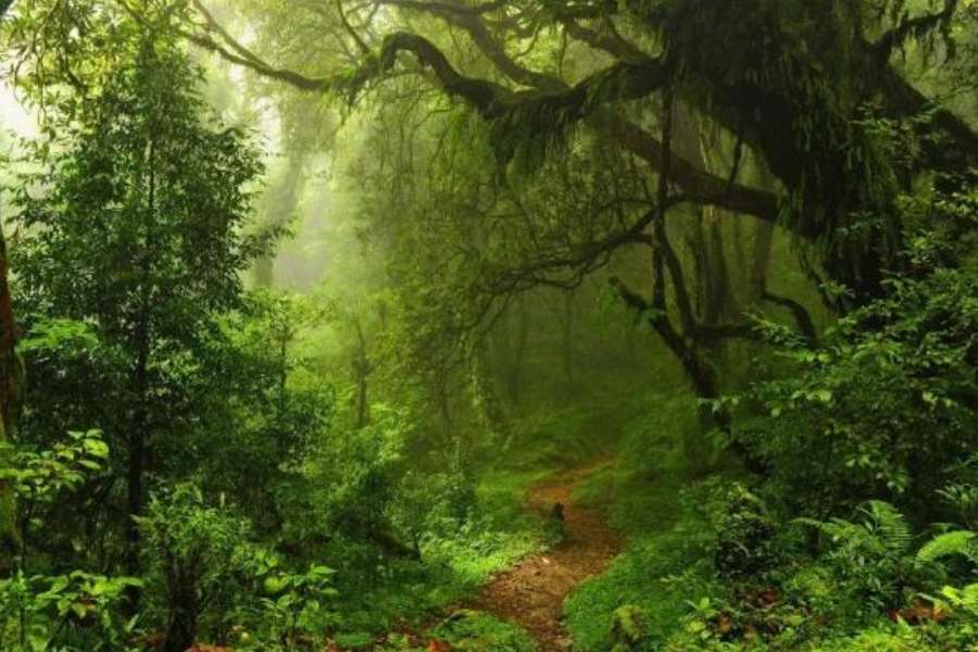 তার সঙ্গে অবশ্যই লাটপাঞ্চারের উপর থেকে দেখা যায় খরস্রোতা তিস্তার এঁকেবেঁকে বয়ে চলার অপূর্ব দৃশ্য। গ্রাম জুড়ে ছোট-ছোট বাঁশ বনের অসংখ্য সারি, অর্কিড-সিঙ্কোনার বাগিচা ছাড়াও নানান চেনা-অচেনা পাহাড়ি ফুলের মেলা।  এলাচ গাছের ভিড়, উচু-নীচু পাহাড়ি রাস্তায় ইচ্ছে মতো ঘুরে বেড়ানোর আনন্দ।