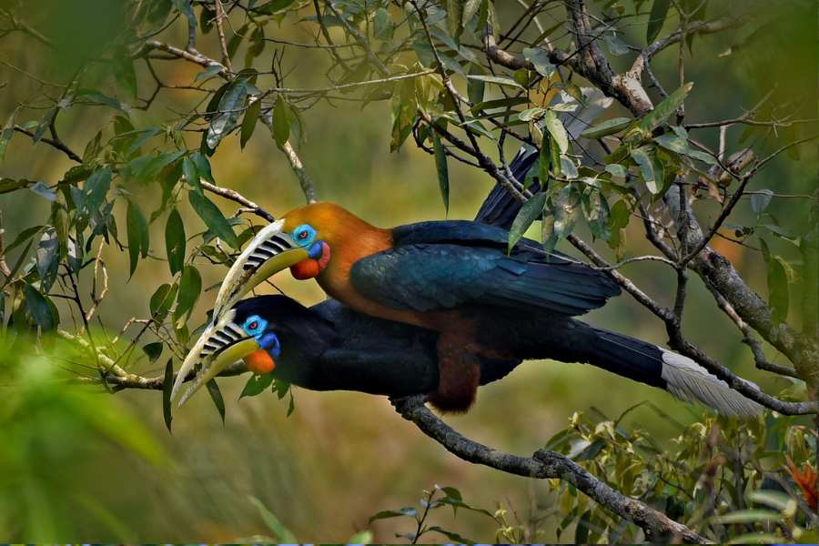 অবশ্য আসল হল লাটপাঞ্চারে পাখির অবাধ বিচরণ! এখানকার জঙ্গলে ৩৬ রকমের বন্য প্রাণীর পাশাপাশি গোটা গ্রাম জুড়েও ২৪০ প্রজাতির দেশি-বিদেশি পাখি দেখতে পাওয়া যায়। তার মধ্যে অনেকগুলি রীতিমতো বিরল প্রজাতির পাখি। 
