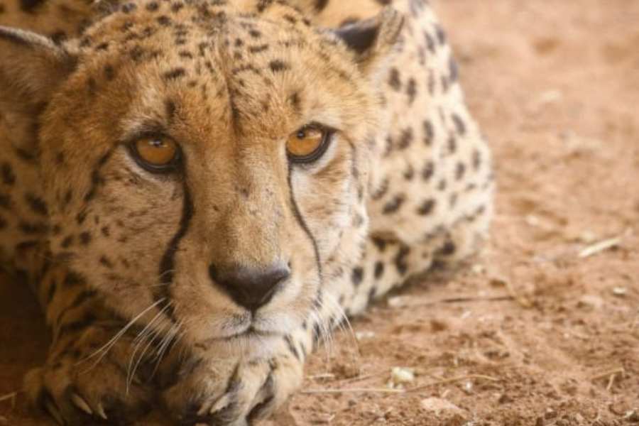 লাল রঙের মাথার ট্রোগেন, স্কারলেট মিনিভেট, ধূসর কুনচ্যাট, ম্যাগপাই, লম্বা লেজের ব্রডবিল, রুফাস নেকড্ হর্নবিল বা ধনেশ পাখি অন্যতম। এছাড়াও জঙ্গলে পেতে পারেন বিশাল মালয়ান কাঠবিড়ালি, হিমালয়ের কালো ভল্লুক, চিতাবাঘ।