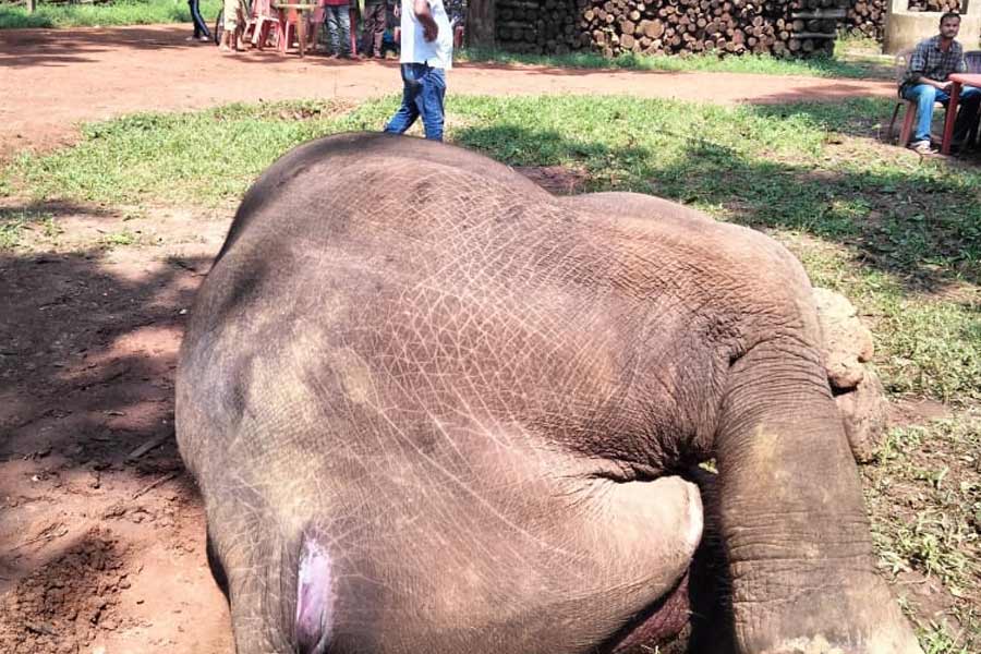 Image of dead body of female elephant in jhargram