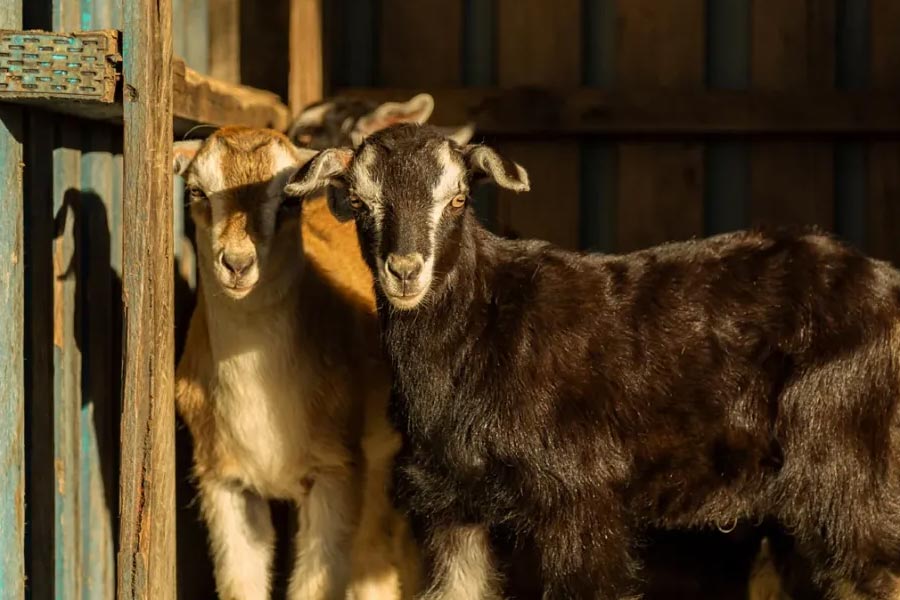 Why Israel is referred to as country of milk and honey 