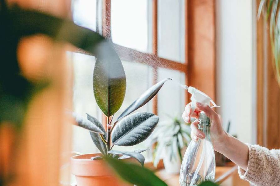 Five indoor plants that won’t die easily.
