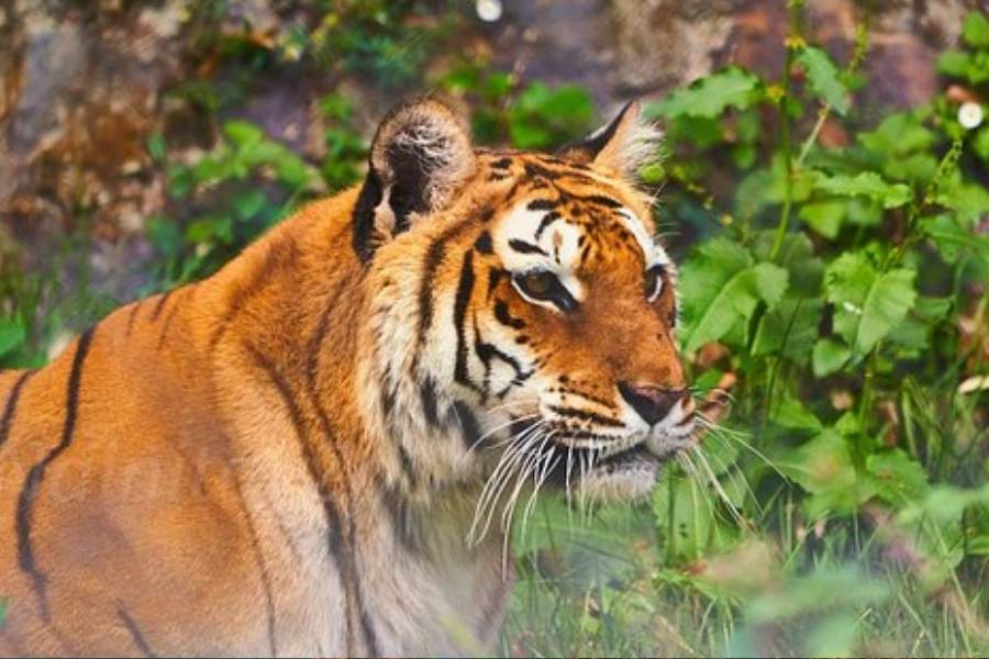 উত্তরাখণ্ডের একমাত্র চিড়িয়াখানা নৈনিতালেই আছে। সমুদ্রপৃষ্ঠ থেকে ২১০০ মিটার উঁচুতে। চিড়িয়াখানায় অন্যতম সেরা আকর্ষণ সাইবেরিয়ার বাঘ আর স্নো লেপার্ড। বিমানে গেলে নিকটতম বিমানবন্দর পন্তনগর, ৫৫ কিলোমিটার। ট্রেনে গেলে নিকটতম স্টেশন কাঠগোদাম,  ২৩ কিলোমিটার। 