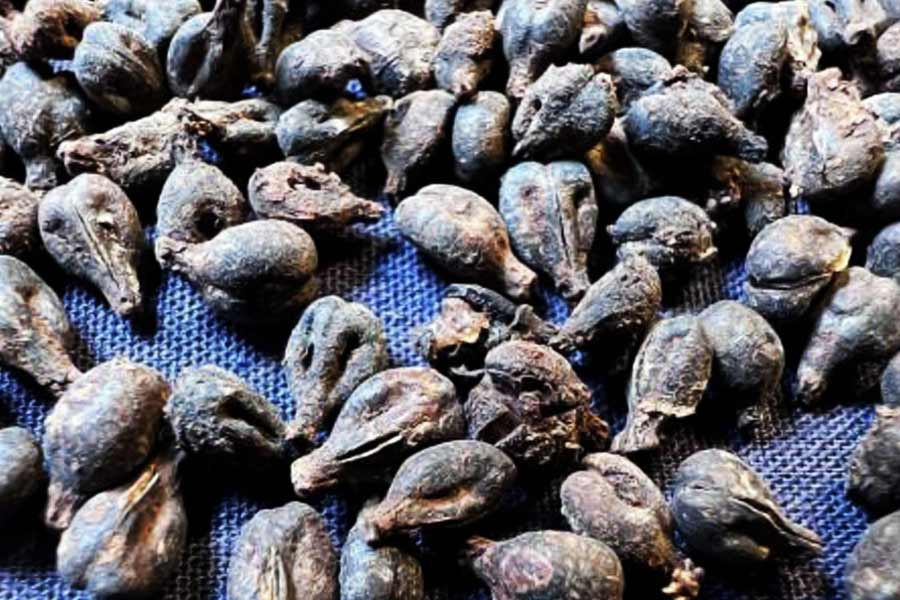 5000 years old wine jars found in Egyptian Queen’s Tomb while research