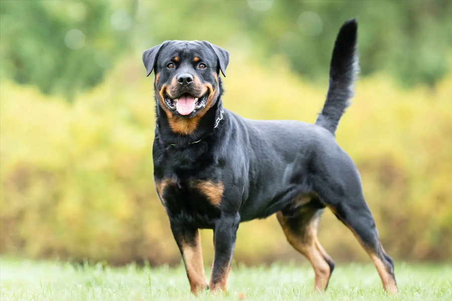 মহুয়ার অভিযোগ, কুকুরের জন্য তাঁকে কুকথা শুনিয়েছেন জয় অনন্ত। জোর করে তাঁর ঘরে ঢুকেছেন। এমনকি, তাতেও কাজ না হওয়ায় ফোনে খারাপ মেসেজ পাঠিয়েছেন।