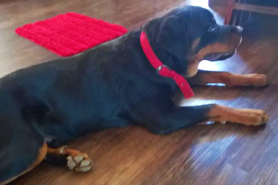 কিন্তু কুকুরের রেজিস্ট্রেশনের ব্যাপারটা কী? কুকুরের মালিক হিসাবে ‘লিটার রেজিস্ট্রেশন’-এর কাগজ দেখিয়েছেন আইনজীবী দেহদ্রাই। তাতে তারিখ উল্লেখ রয়েছে, ২০২১ সালের ২৪ অগস্ট। এবং শংসাপত্রে বার কোড এবং মাইক্রোচিপের বিশদ-সহ ‘হেনরি’র রেজিস্ট্রেশন নম্বর উল্লেখ করা হয়েছে।