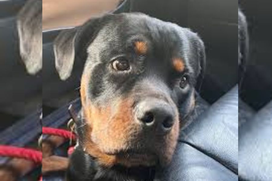 একটি তথ্য অনুযায়ী, নয়ডায় এখন পোষা কুকুরের জন্য রেজিস্ট্রেশন বাধ্যতামূলক করা হয়েছে। মালিকদের উদ্দেশে একটি নোটিসে বলা হয়েছিল, ২০২৩ সালের ৩১ জানুয়ারির মধ্যে পুরসভার নির্দিষ্ট অ্যাপে পোষ্যের রেজিস্ট্রেশন করিয়ে নিতে হবে। তার পরেও কেউ কেউ রেজিস্ট্রেশন করাননি। তার জন্য তাঁদের জরিমানা দিতে হয়েছে।