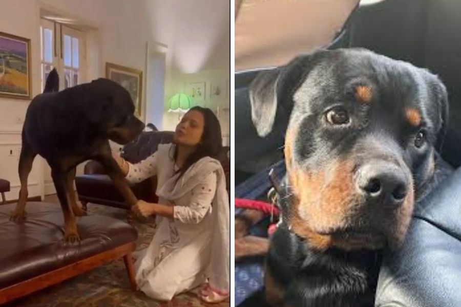 লখনউ শহরে পোষ্য রাখলে পুরসভা থেকে তার রেজিস্ট্রেশন করে নেওয়া এখন আবশ্যিক। ভারতের অন্য কোনও শহরে এমন কড়াকড়ি নেই। তবু কেউ কেউ নিজের ইচ্ছে মাফিক পোষ্যের রেজিস্ট্রেশন করিয়ে রাখেন।