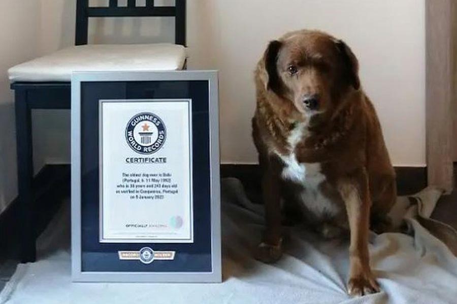 ববি। বিশ্বের সবচেয়ে বয়স্ক কুকুর হিসাবে চলতি বছর নজির গড়েছিল সে। শনিবার ৩১ বছর বয়সে মারা গেল ববি।