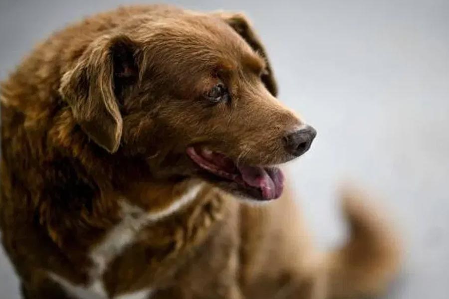 মৃত্যুর সময় ববির বয়স হয়েছিল ৩১ বছর ১৬৫ দিন। রাফেইরো দো আলেনতেজো প্রজাতির কুকুর ছিল ববি। মৃত্যুর সময় পর্তুগালে কোস্টা পরিবারের সঙ্গেই ছিল সে।