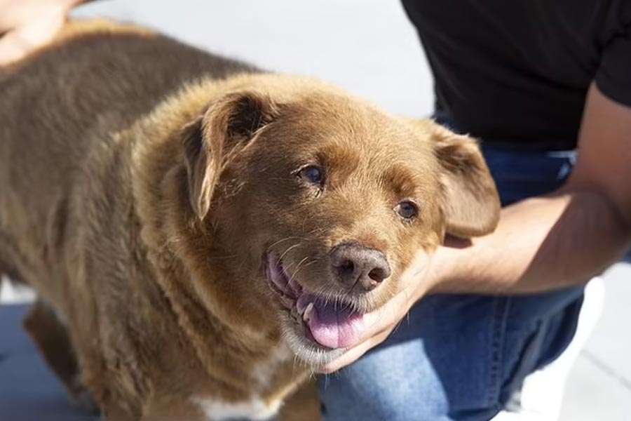 ১৯৯২ সালের ১১ মে জন্ম হয়েছিল ববির। সারাটা জীবন কোস্টা পরিবারের সঙ্গেই কাটিয়েছিল সে। পর্তুগালের পশ্চিম উপকূলের কাছে কনকুইরস গ্রামে কোস্টা পরিবারের সঙ্গে থাকত ববি।