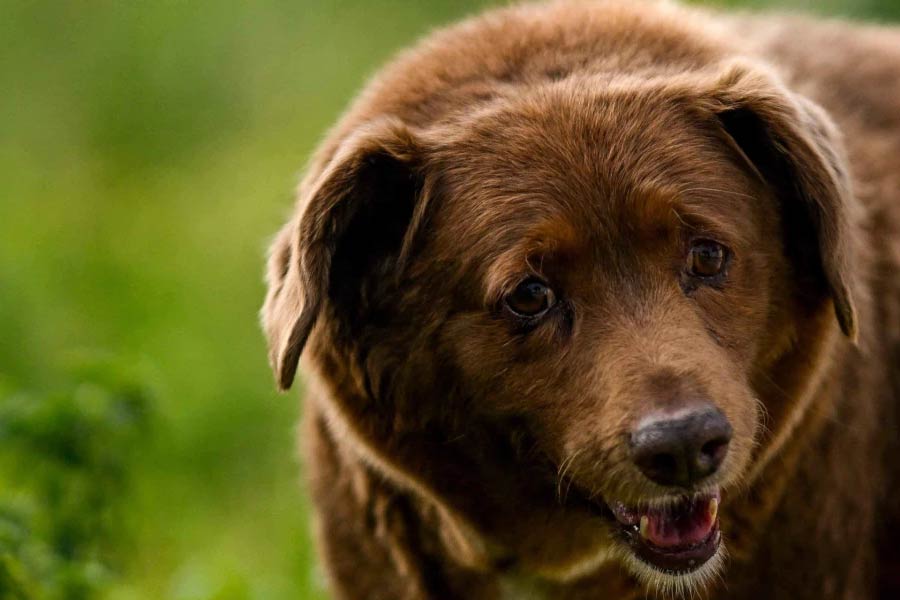 চিকিৎসার পর সম্পূর্ণ সুস্থ হয়ে ওঠে ববি। তার পর থেকে শারীরিক অসুস্থতা দেখা দেয়নি তার। চলতি বছরের ফেব্রুয়ারি মাসে ‘গিনেস ওয়ার্ল্ড রেকর্ড’-এ বিশ্বের সবচেয়ে বয়স্ক কুকুর হিসাবে নজির গড়েছিল ববি।