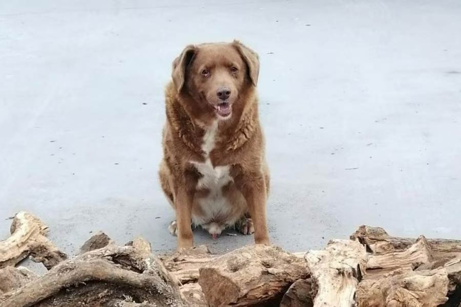 ববি ছাড়াও অনেক কুকুরকে পোষ্য হিসাবে নিজেদের কাছে রেখেছিল কোস্টা পরিবার। তবে অন্য কুকুরগুলির আয়ু বেশি ছিল না।