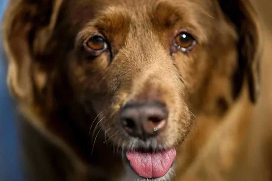 চলতি বছরের মে মাসে ৩১ বছরে পা দেয় ববি। সাধারণত রাফেইরো দো আলেনতেজো প্রজাতির কুকুর ১২ থেকে ১৪ বছর পর্যন্ত বেঁচে থাকে। শনিবার পশু চিকিৎসক কারেন বেকার সমাজমাধ্যমে ববির মৃত্যুর খবর ঘোষণা করেন।