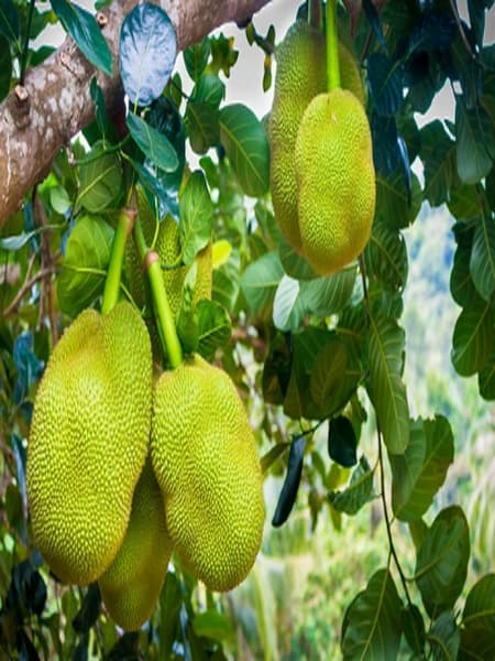 After eating jackfruit, you should not eat these things dgtl