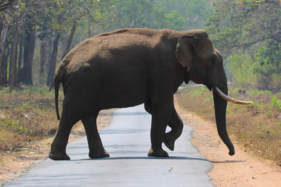Elephant attack kills man and injures his wife in Jhargram
