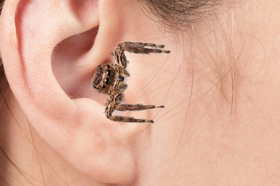 Woman who complained of abnormal sounds shocked to find spider crawling in her ear.
