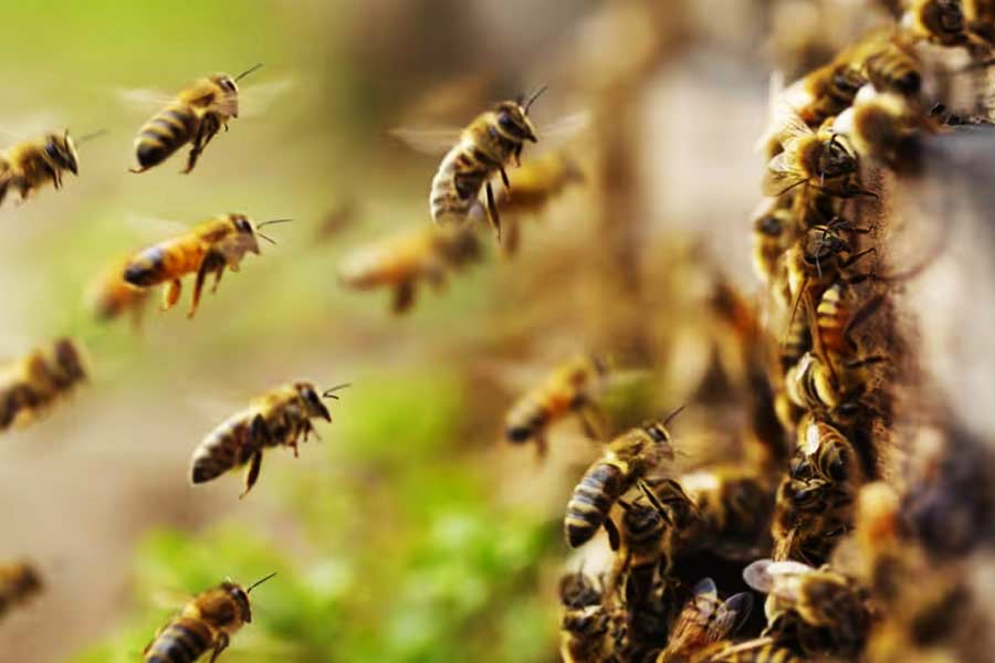 Hive of bees turn up uninvited at wedding, twelve people Injured in Madhya Pradesh