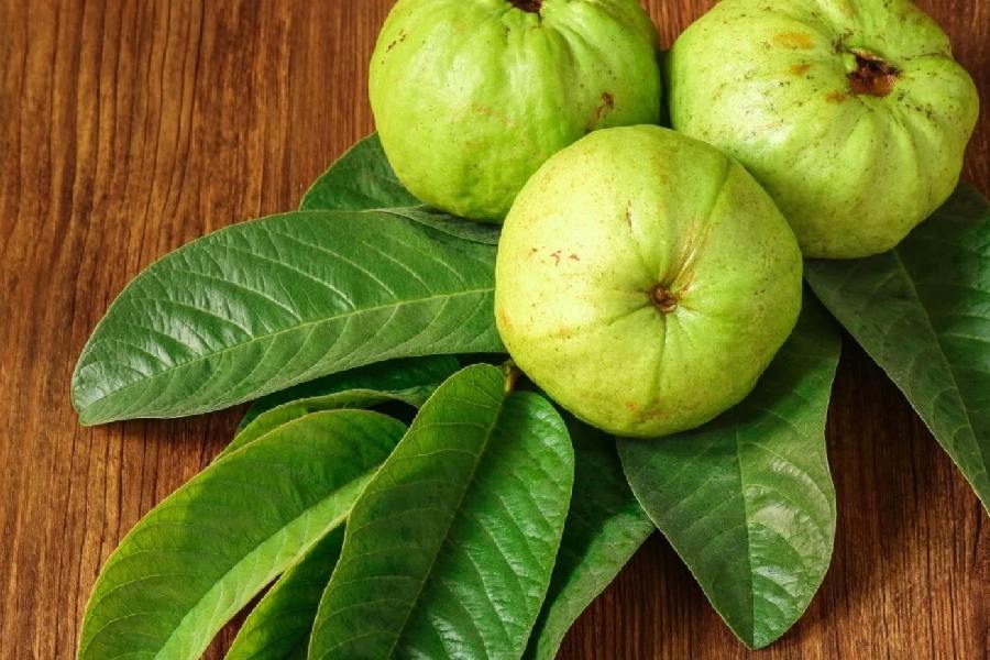 Image of Guava Leave