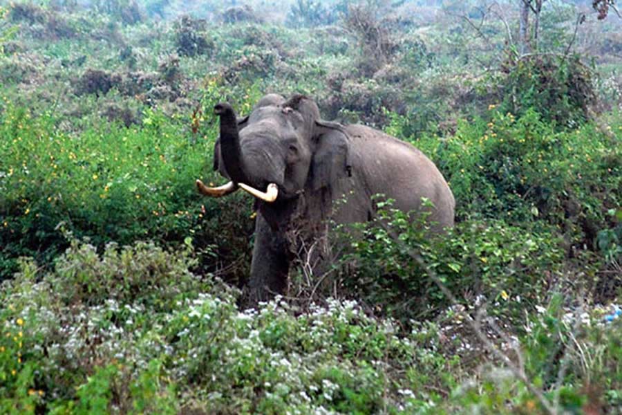 representational image of elephant