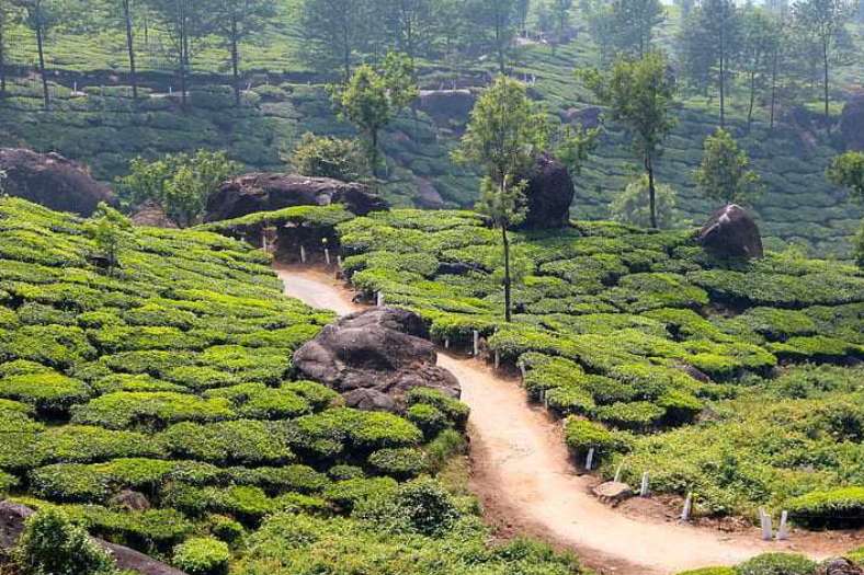 ২. জোরহাট: মোলাই ফরেস্টের নাম শুনেছেন কি?  তাহলে শুনুন,  জাদেব মোলাই ফায়েং নামে এক ভদ্রলোক একা হাতে ৩০ বছর ধরে গাছ লাগিয়ে-লাগিয়ে জোরহাটের একটা বড় বন তৈরি করেছেন। এ ছাড়াও এখানে রয়েছে গিবন অভয়ারণ্য,  টোকলাই টি রিসার্চ সেন্টার। ভারতে শুধু মাত্র জোরহাটের গিবন অভয়ারণ্যেই গিবন দেখা যায়।