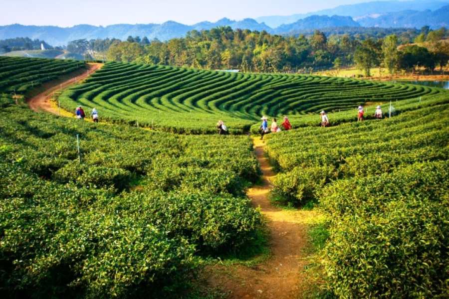 কীভাবে যাবেন: অসম ভ্রমণের বেশিরভাগ জায়গায় যেতে হলে গুয়াহাটি থেকেই যেতে পারবেন। একটা-দুটো জায়গা যেতে হয় ডিব্রুগড় ও শিলচর থেকে। সব শহর থেকেই সরকারি-বেসরকারি বাস, ভাড়াগাড়ি সহজে পাওয়া যায়।