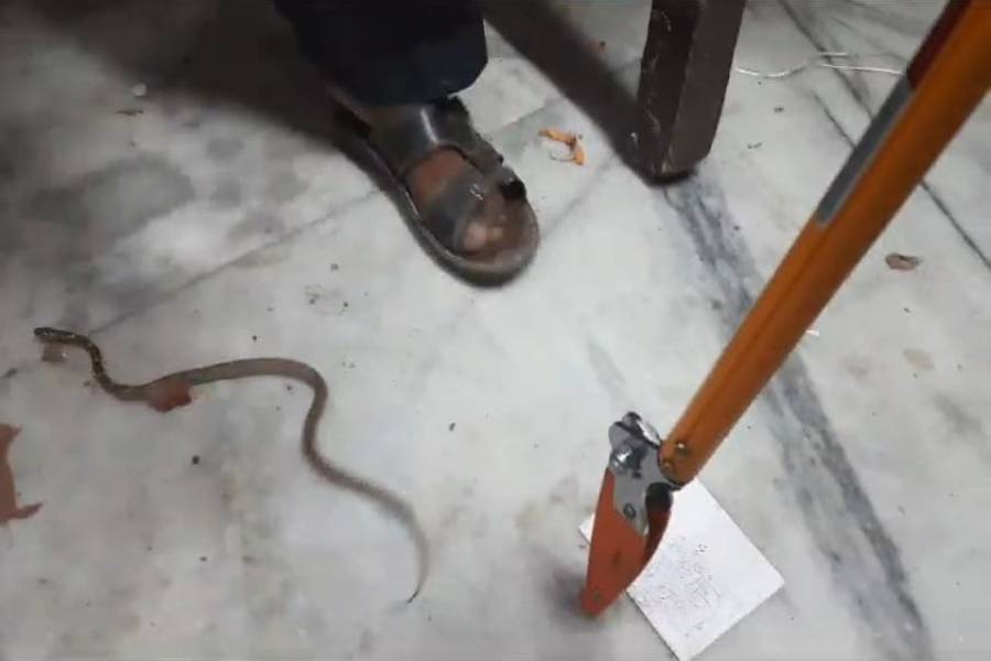 Image of a snake inside court in Katwa