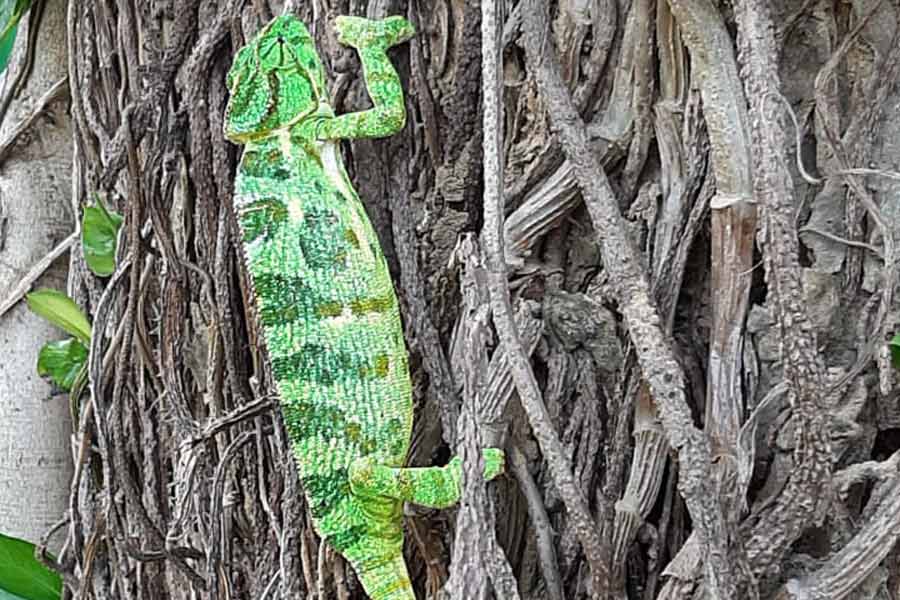 An image of Chameleon