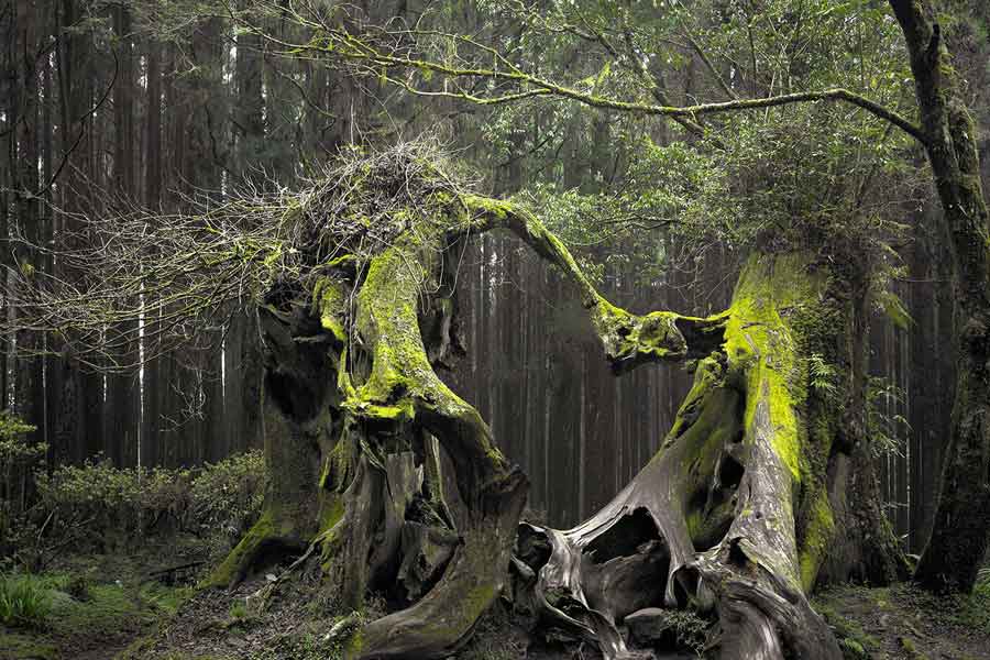 Here’s why Hoia Baciu Forest is known as Romanian Bermuda Triangle 