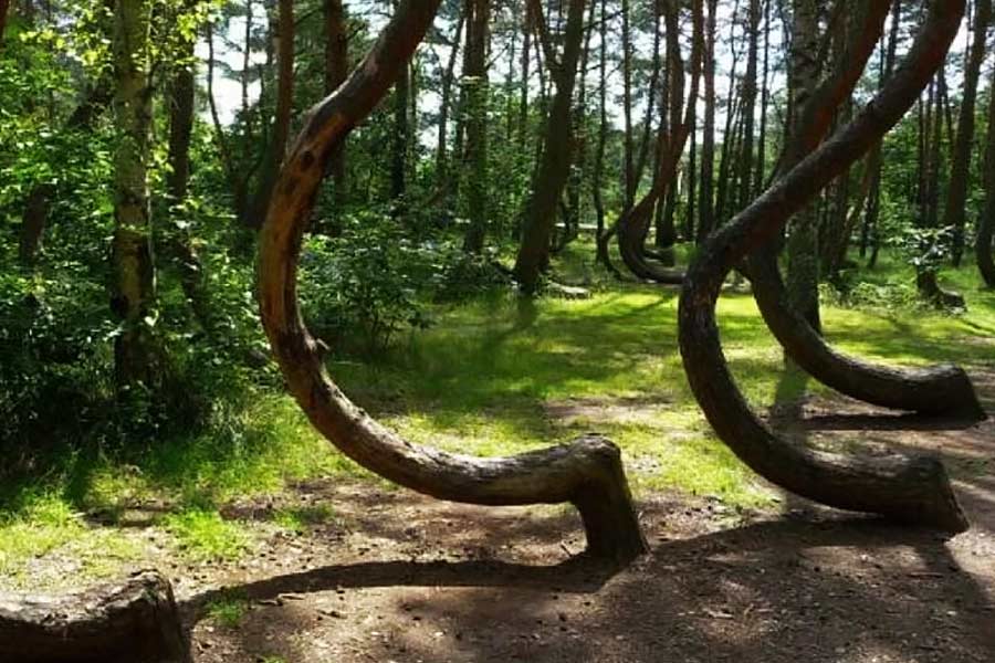 Here’s why Hoia Baciu Forest is known as Romanian Bermuda Triangle 
