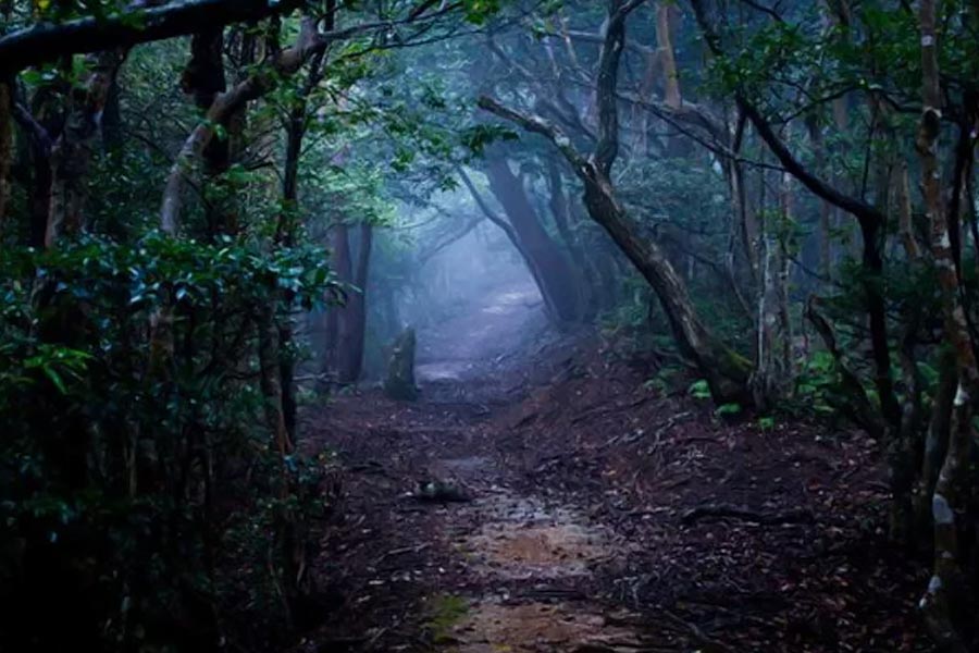Here’s why Hoia Baciu Forest is known as Romanian Bermuda Triangle 