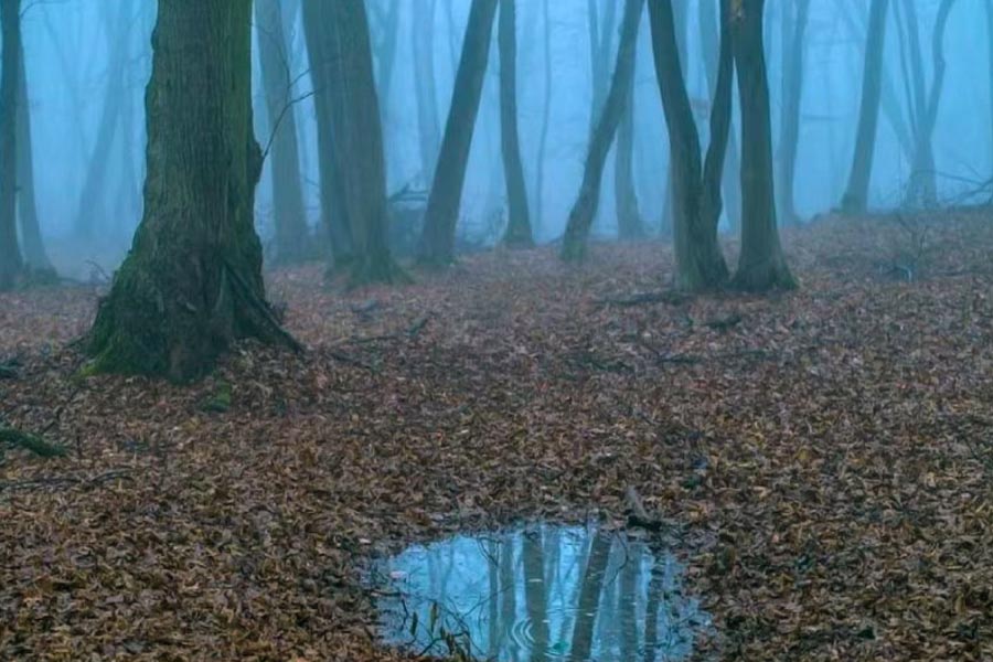 Here’s why Hoia Baciu Forest is known as Romanian Bermuda Triangle 