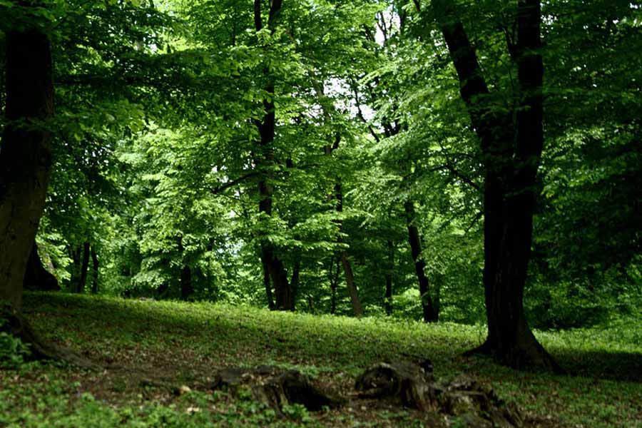 Here’s why Hoia Baciu Forest is known as Romanian Bermuda Triangle 