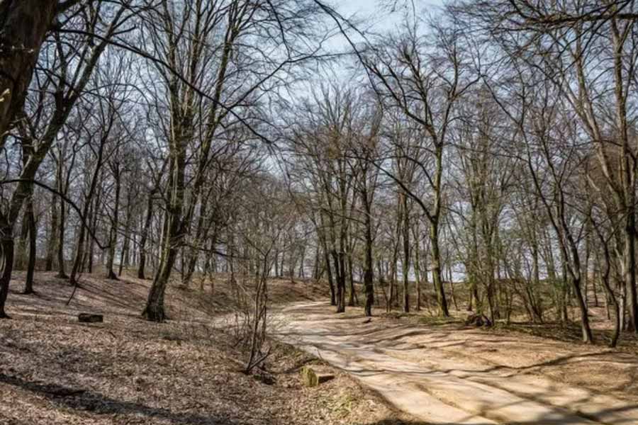 Here’s why Hoia Baciu Forest is known as Romanian Bermuda Triangle 