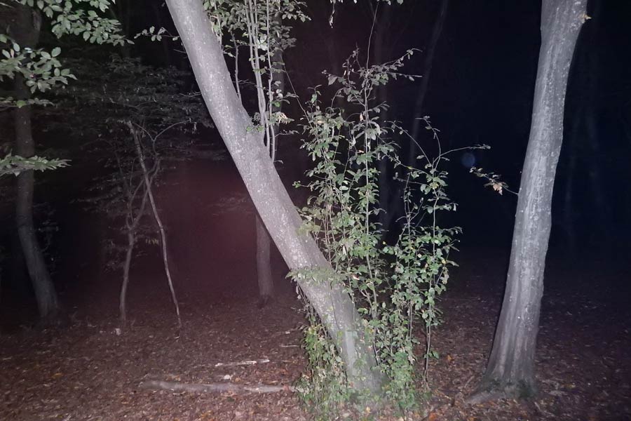 Here’s why Hoia Baciu Forest is known as Romanian Bermuda Triangle 